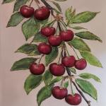 PARFUM DE CIRESE